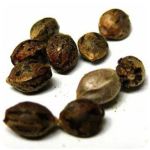 Семена марихуаны АК-47  (Seeds AK-47) в Тобольске